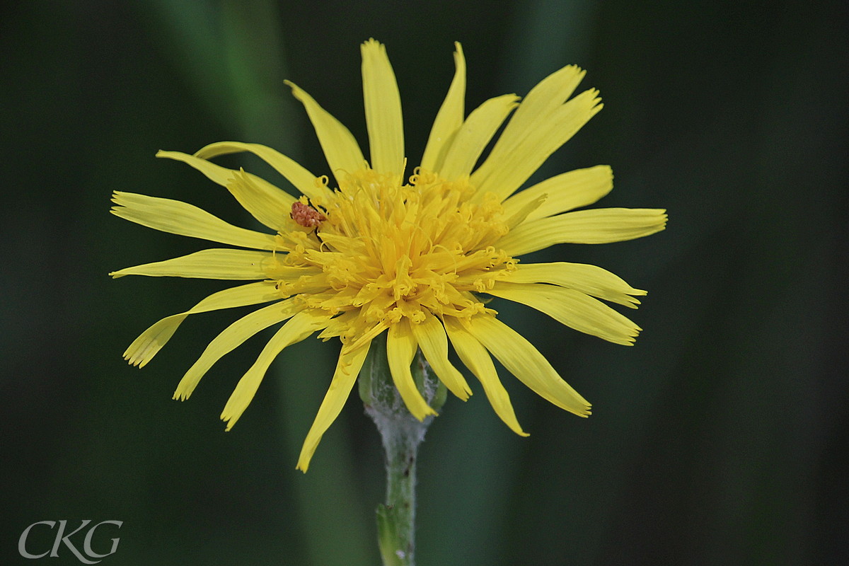 De centrala blommorna är mycket kortare än kantblommorna