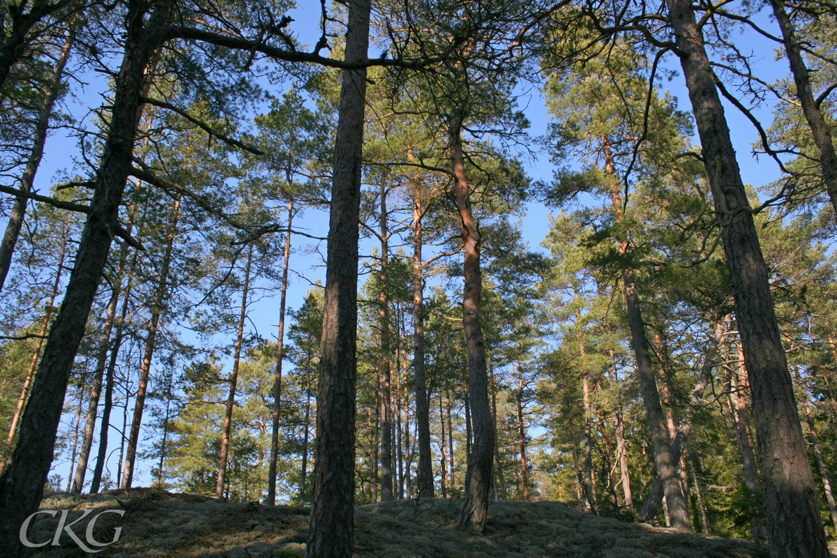 Tall_skogen_Mogruvan_2086.JPG