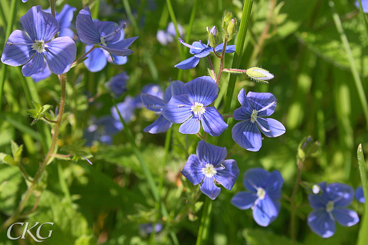 Klarblå blommor med mörkare ådring och vit mynning