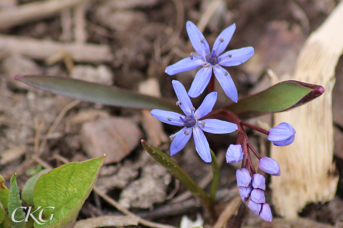 Tidig vårstjärna har klasar av uppvända blå blommor