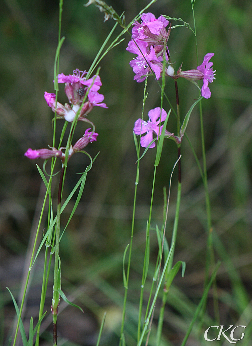 Tjarblomster_Tottes_15248.JPG