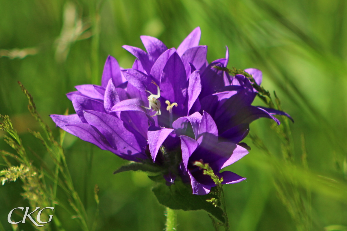 Toppklocka, fin blomställning med en blomkrabbspindel lurande i härligheten