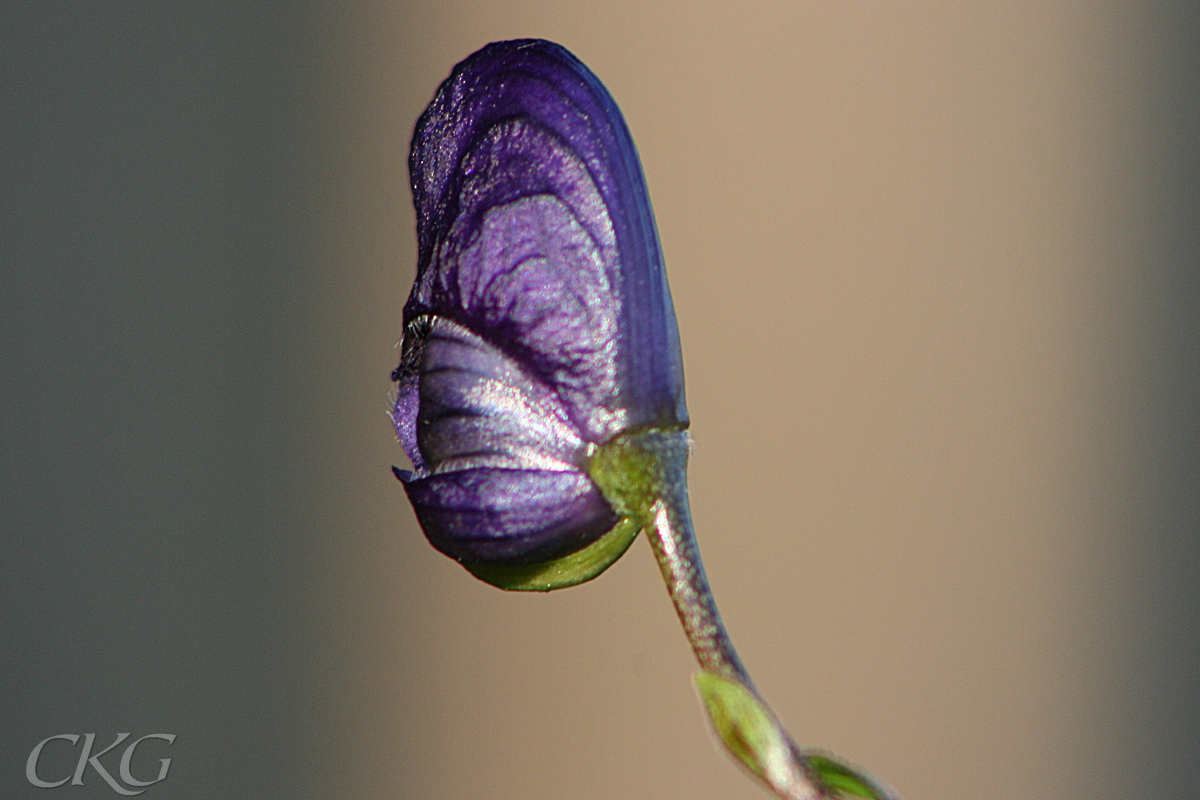 Trädgårdsstormhatt, enskild blomma