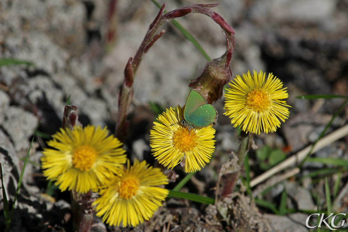 Tussilago_078591.jpg