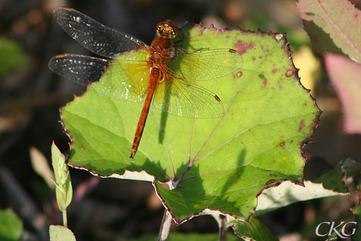 Tussilago_blad_m_Gulfl_angsts_17459.JPG