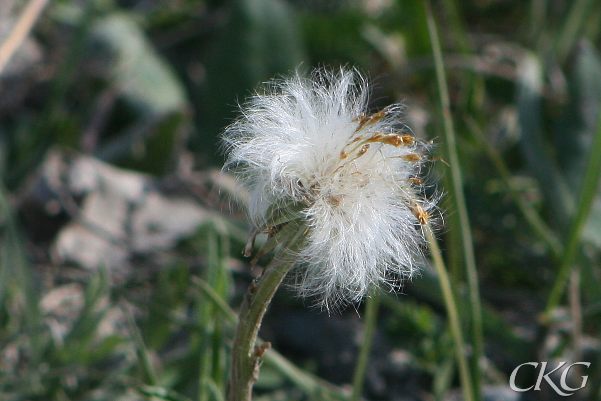 Tussilago_frospridning_27673.JPG