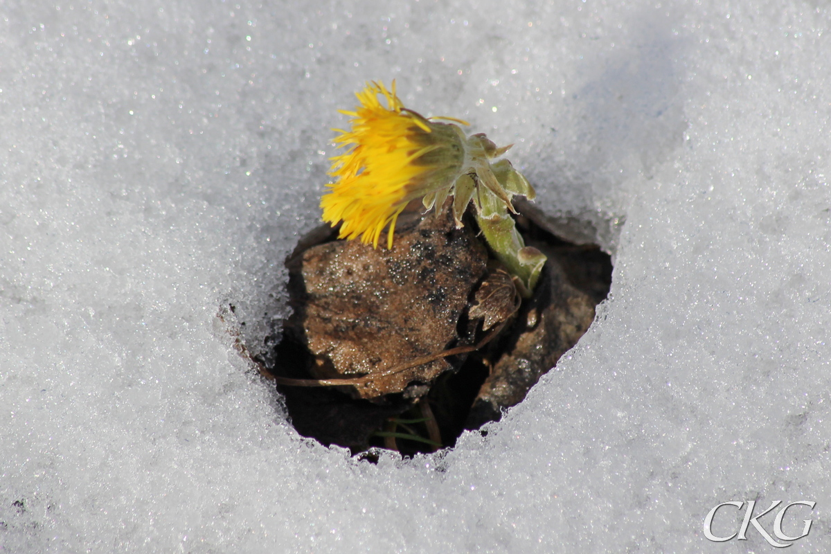 Tussilago_i_aprilsno_042146.JPG