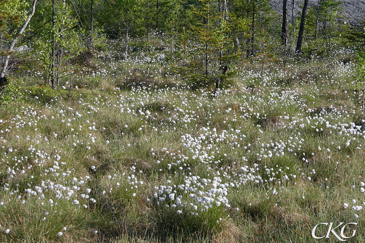 Tuvull_Stormossen_8378.JPG