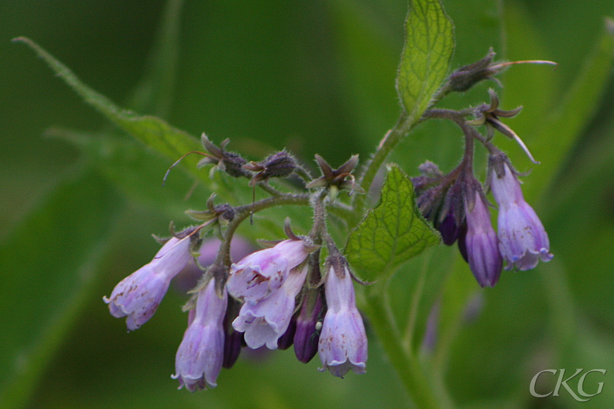 Bleklila, långsmala blommor, med kort foder, troligen en korsning