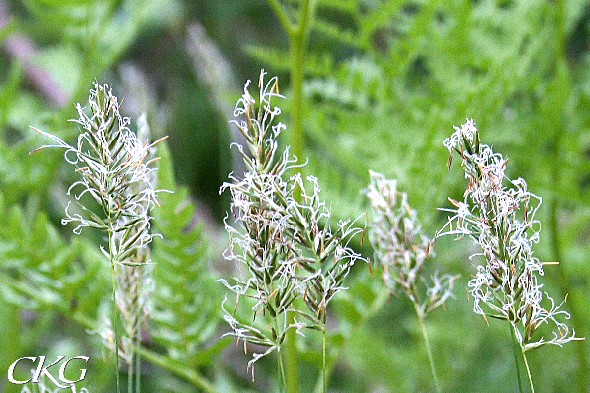 Vårbrodd, närbild av blommande ax