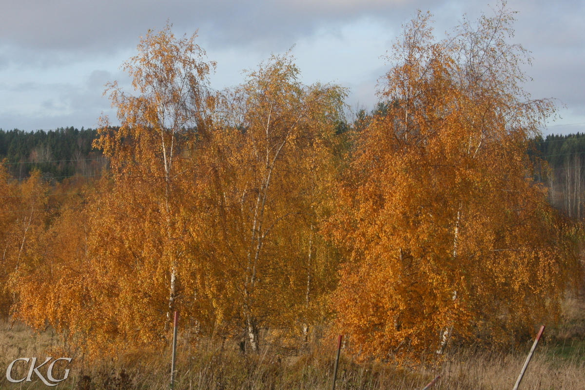 Vartbork_Masurbjorkar_hostfarg_13366.JPG