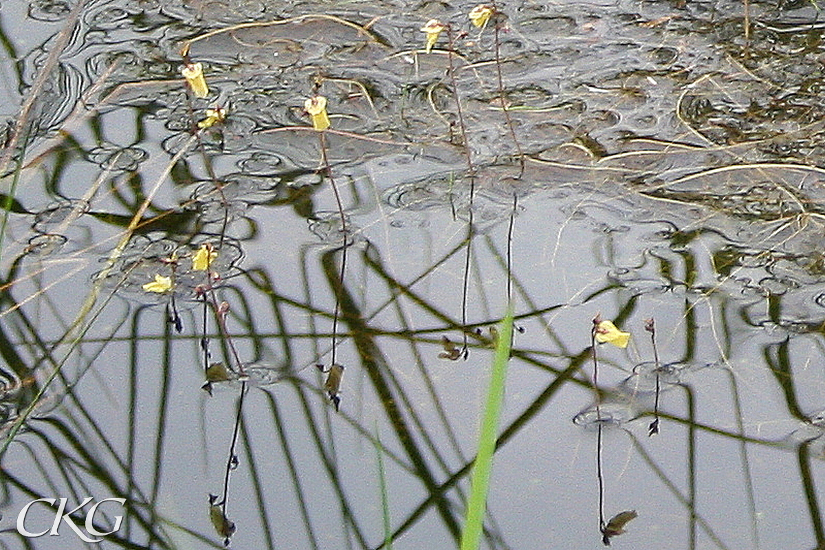 De gula blommorna svävar över vattenytan på tunna skaft