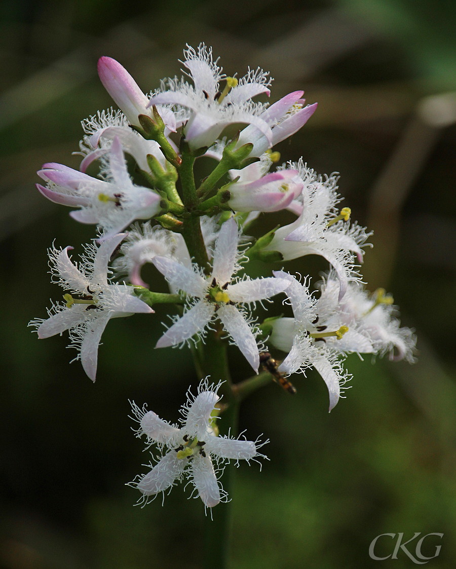 Vattenklover_blomma_Stormossen_74469.jpg