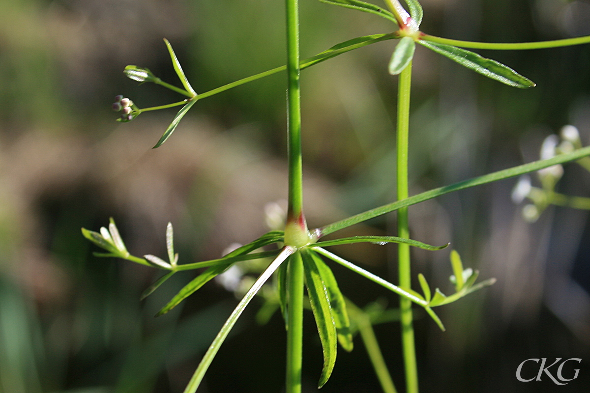 Vattenmara_blad_8672.JPG