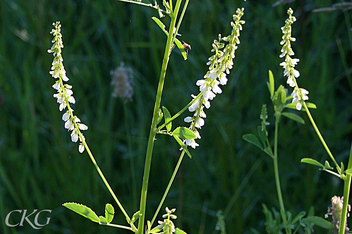 De långsmala blomklasarna sitt på små skaft i bladvecken