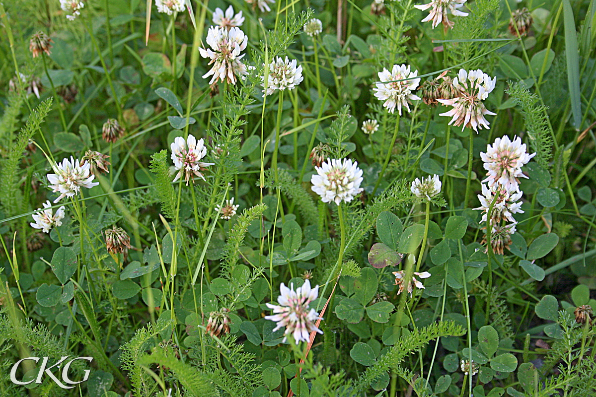 Vitklöver bildar ofta täta mattor, med blad och blommor från de krypande revorna. Här uppblandat med en hel del finflikiga röllekeblad