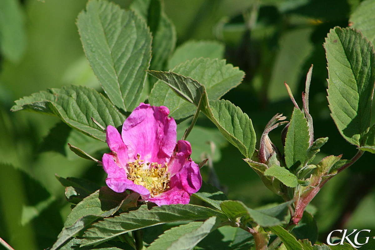 Oftast har den dessa knallrosa blommor och ett mycket kraftigt bladverk, men som alla odlade växter finns många varianter